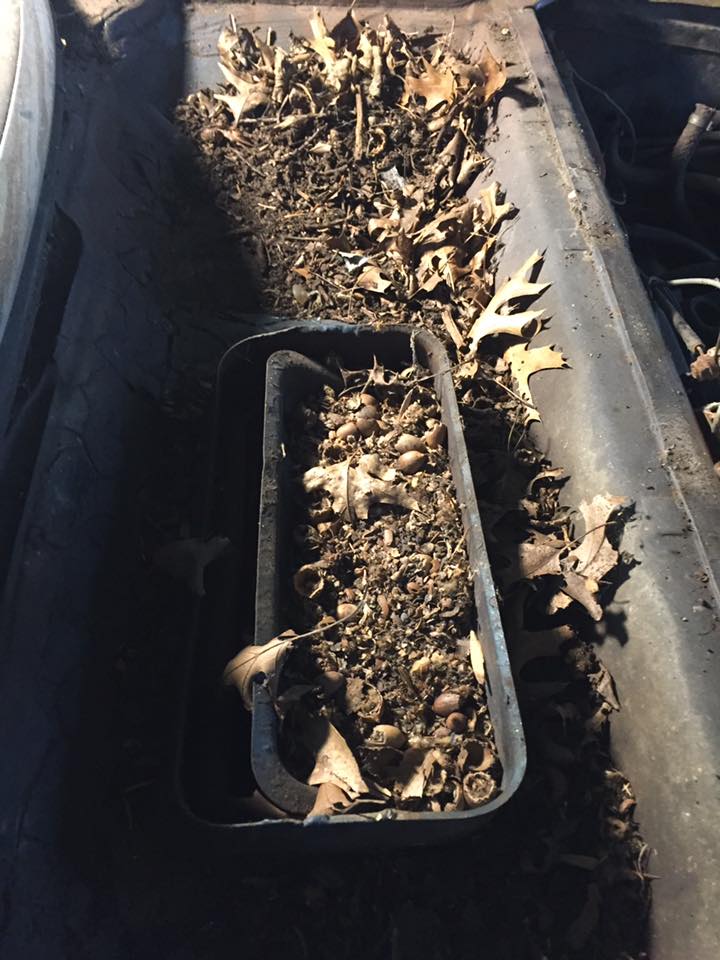 Acorns. Friggin&rsquo; acorns&hellip;
