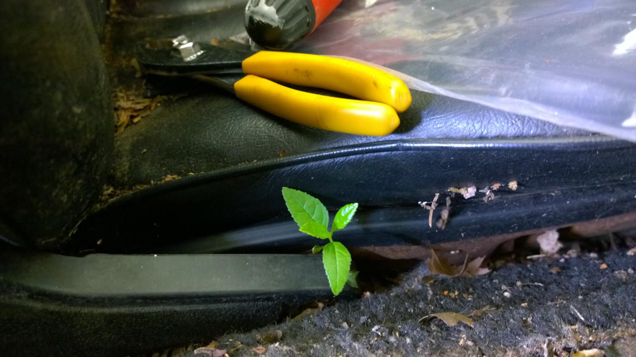 A plant should not be growing next to the driver&rsquo;s seat.