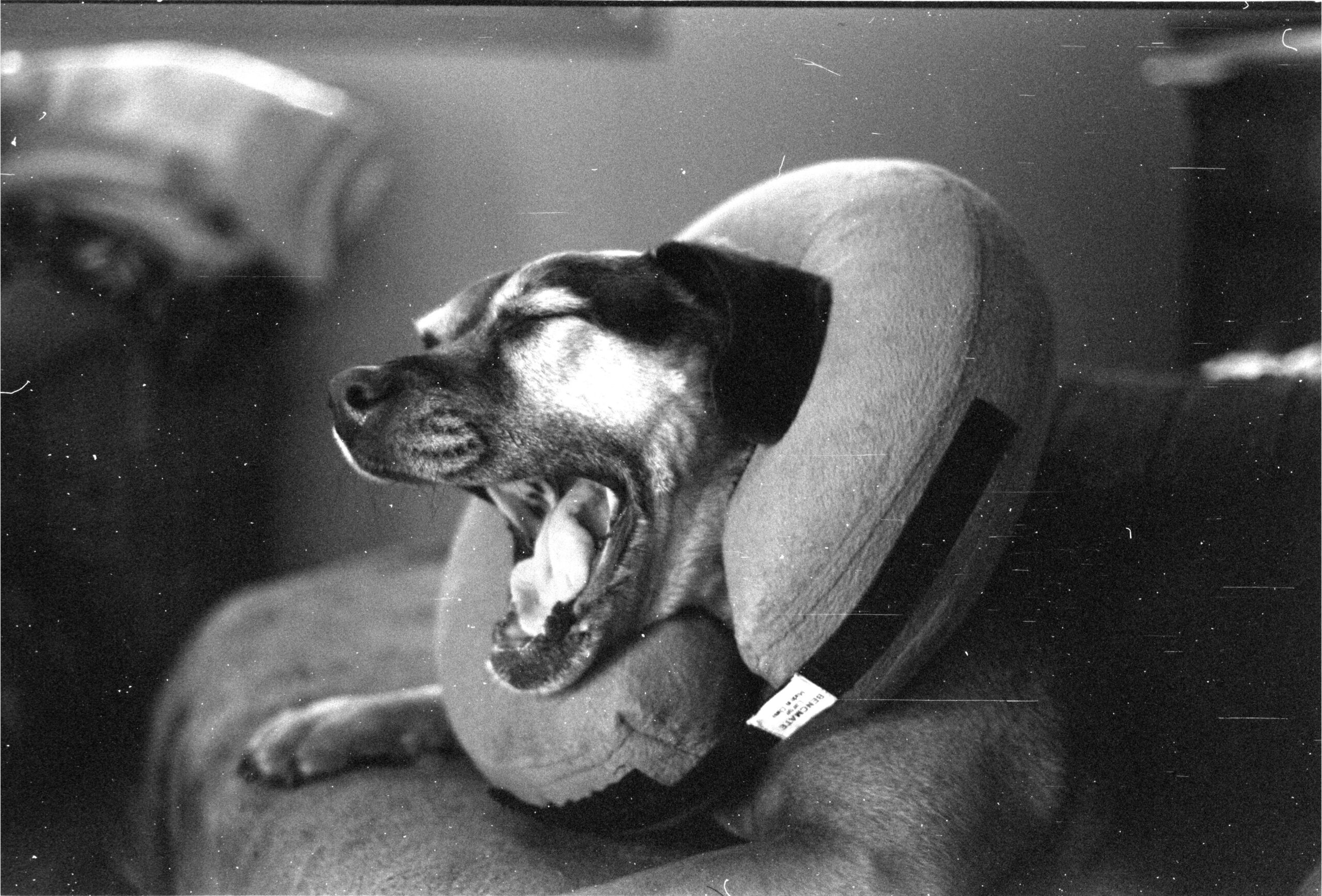A dog yawning while wearing an inflatable e-collar.